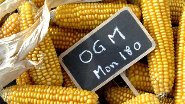 OGM, du poison dans vos assiettes