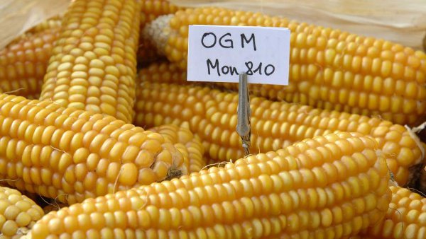OGM : le MON810 de Monsanto va-t-il être de nouveau cultivé en France ? (francetvinfo)