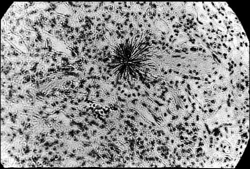 image-1-microscope