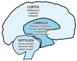 Cortex, limbique, reptilien : les 3 cerveaux humains