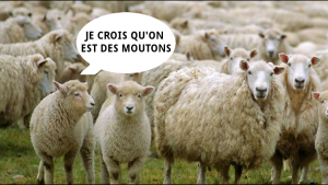 mouton