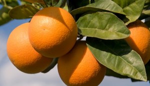 Une niche pour la conscience, partie 2/2 : le modulisme
